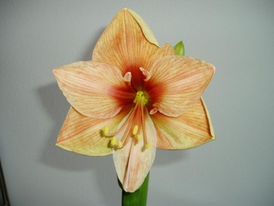Blüte_Exotic Star_01.JPG