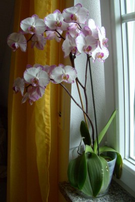 Minho Princess Watercolor Artist.jpg