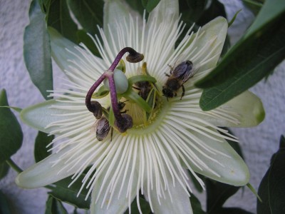 CEBIENEN.JPG