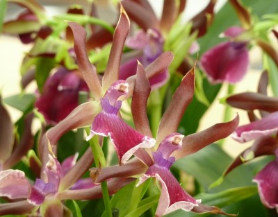 Zygopetalum Luisendorf.jpg