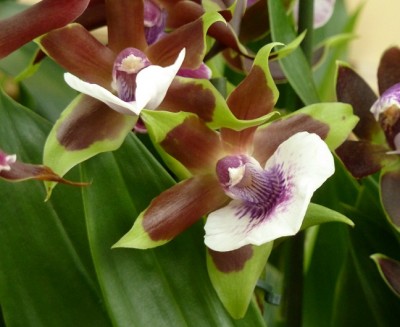 Zygopetalum maxillare hybrid.jpg