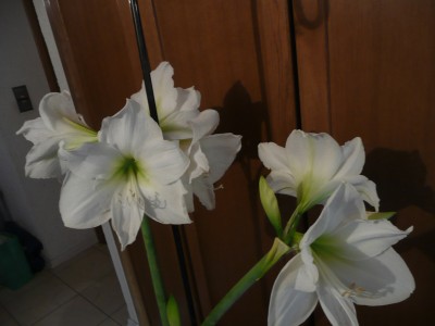 P1090096.JPG