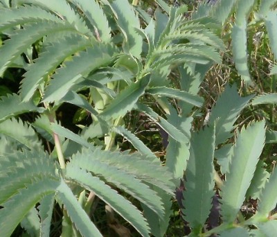Bild 348-crop.jpg