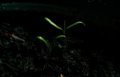 Sarracenia Sämlinge 3.JPG