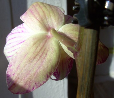 Minho Princessvonhinten8928.jpg