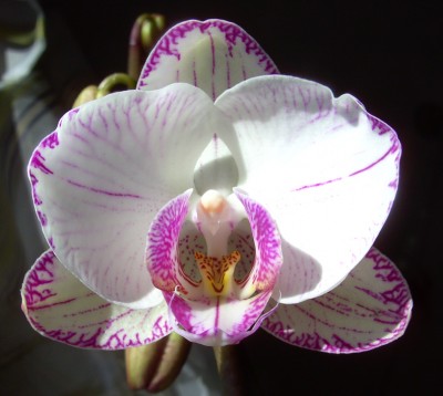 Minho Princess8929.jpg