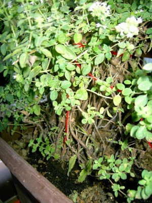 PICT8045.JPG