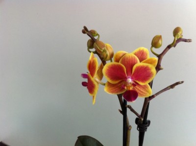 phal. sogo gotris1.jpg