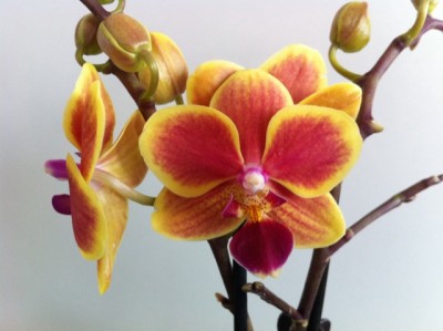 Phal. sogo gotris.jpg