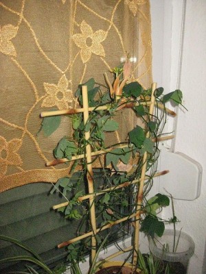 IMG_2568.JPG