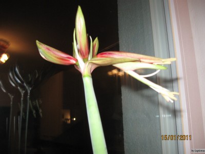 Hippeastrum Bogota.jpeg
