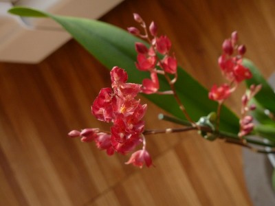 Howeara Lava burst.jpg