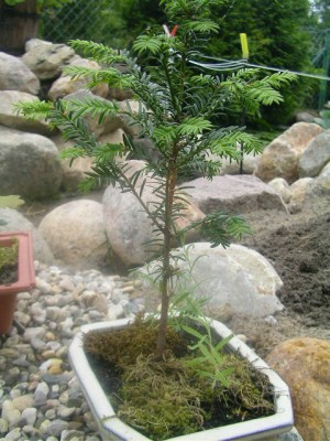 bonsai heute 003.JPG