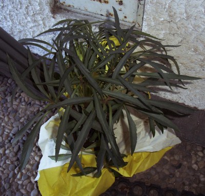 2011-01-16 - Kakteen 002.jpg