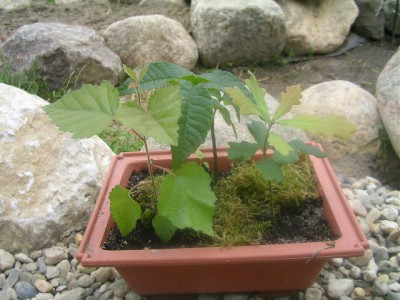 bonsai heute 004.JPG