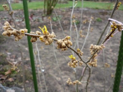 Zaubernuss 16.01 (3)_800x800_400KB.jpg