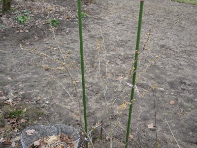 Zaubernuss 16.01 (4)_800x800_400KB.jpg