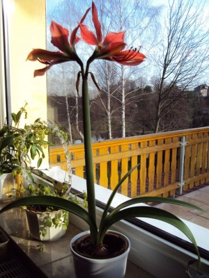 Amaryllis1.jpg