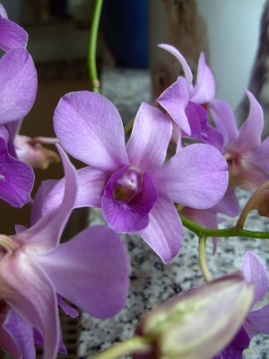 DendrobiumphalLila6306.jpg