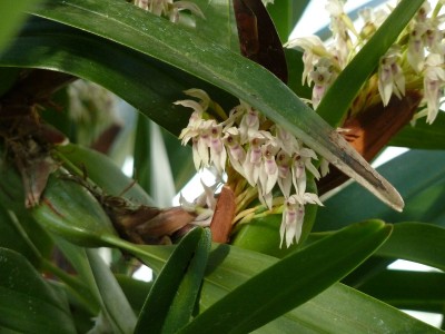 Maxillaria.jpg
