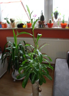 DSCF5086.JPG