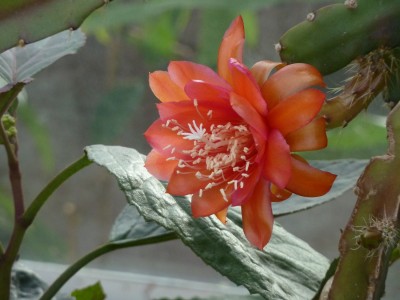 Winterblüte.jpg
