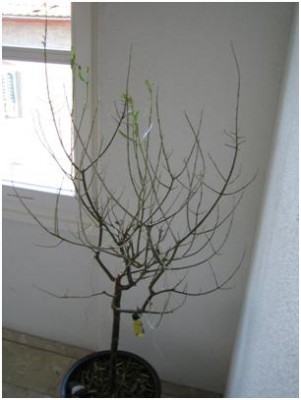 110117_Olivenbaum.JPG