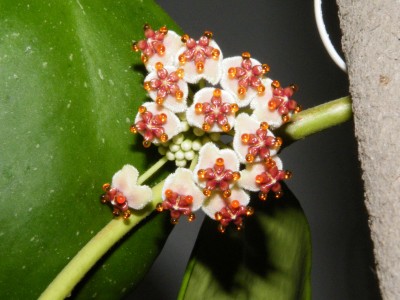 hoya blüte.jpg