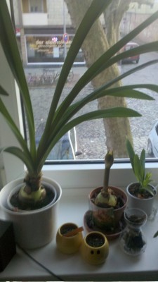 2011-01-17Fensterbank.jpg