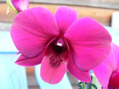 Thailand Black 005.JPG