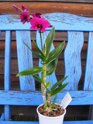 Thailand Black 004.JPG