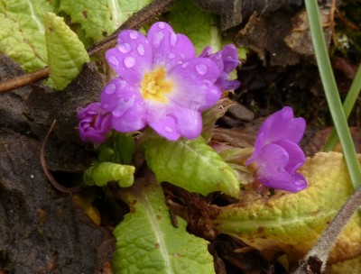 Primula Hybride.jpg