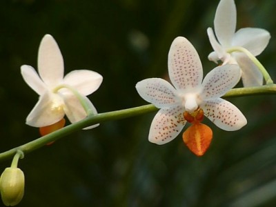 Phalaenopsis Mini Mark.jpg