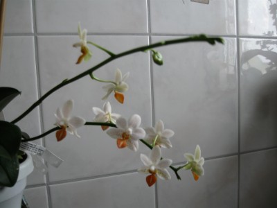 Blüten 2011 004.jpg