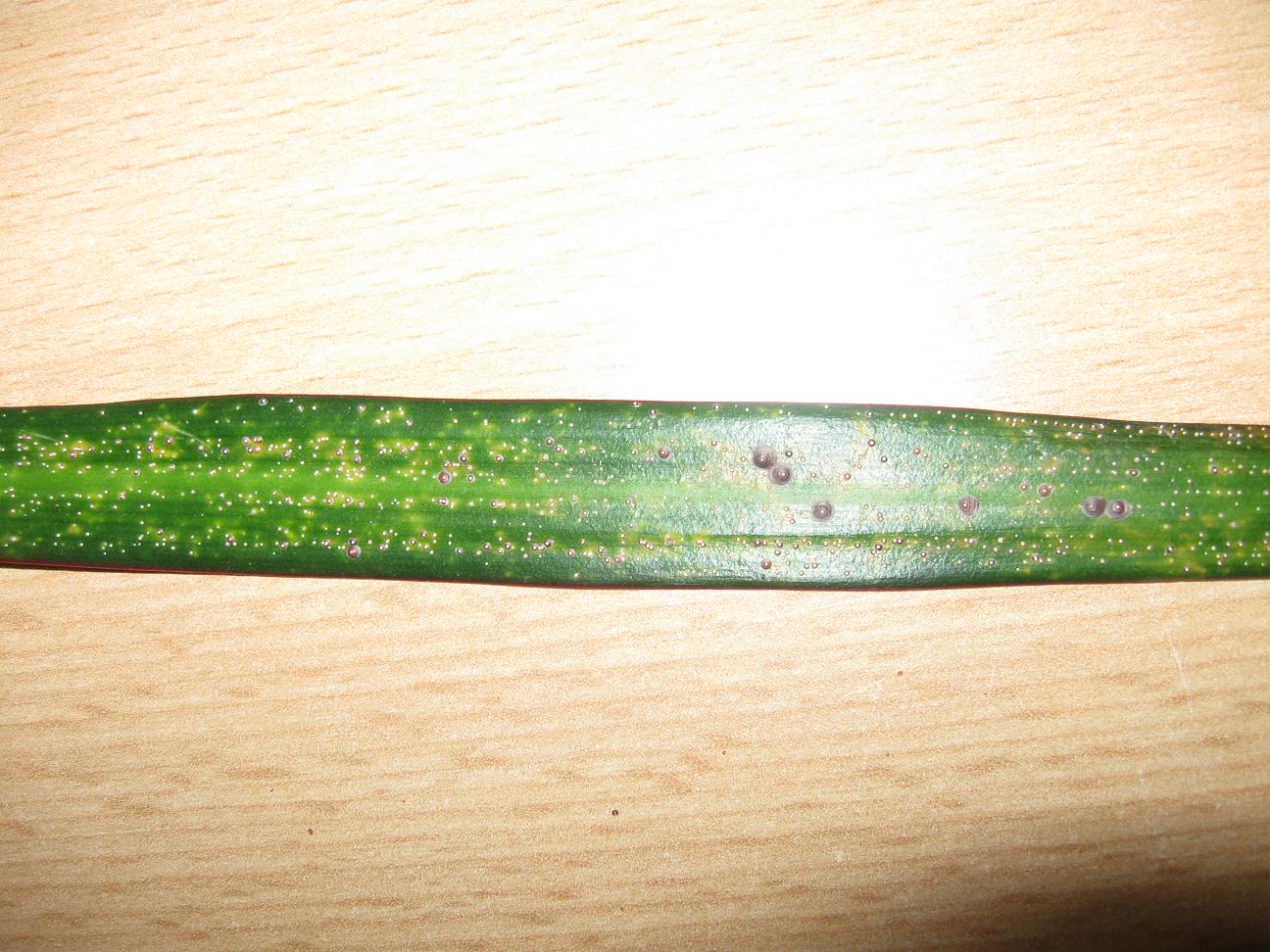 kaktus-wolfsmilch Wolfsmilch-Pflanze Variegata