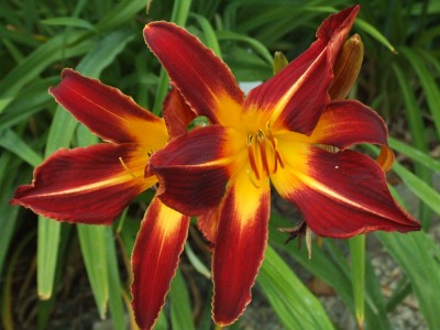 DSCF0244.JPG