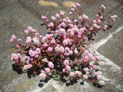 DSCN3991.JPG