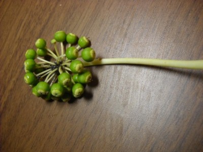 DSCN4105.JPG