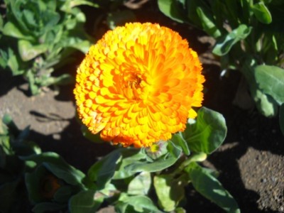 DSCN4033.JPG