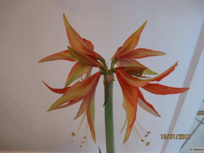 Hippeastrum Cybister 'Bogota' 2.jpeg