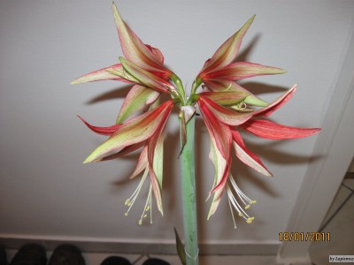 Hippeastrum Cybister 'Bogota'.jpeg