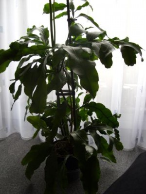 SDC10508_360x480.JPG