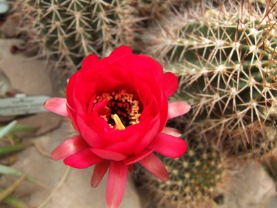 DSCF0140.JPG