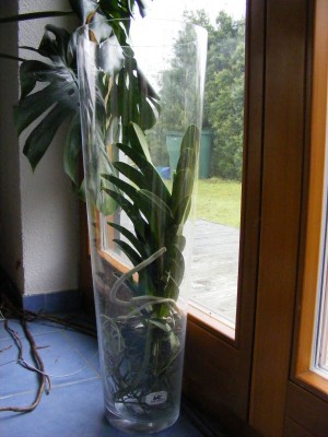 Vanda Berry Oda 002.JPG