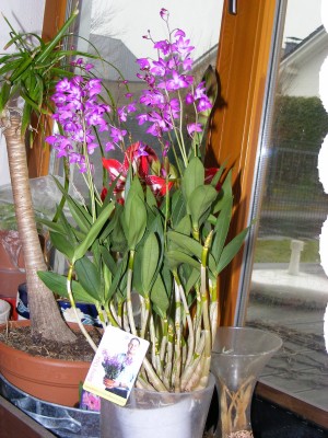 Vanda Berry Oda 004.JPG