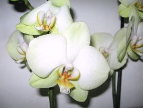 Phalenopsis gemustert und gelb 002-1.jpg