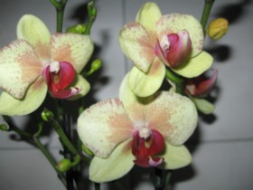 Phalenopsis gemustert und gelb 001-1.jpg