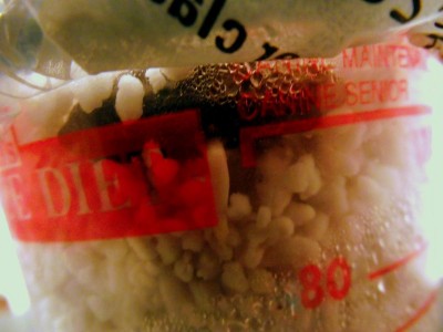 Phoenix dactylifera.jpg