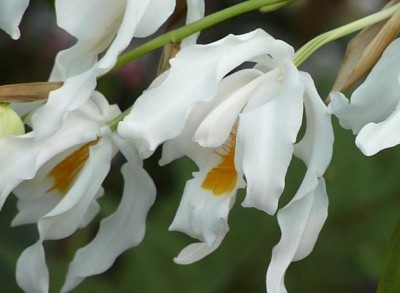 Coelogyne christata.jpg