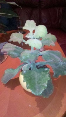 2011-01-18_20-20-42_953.jpg